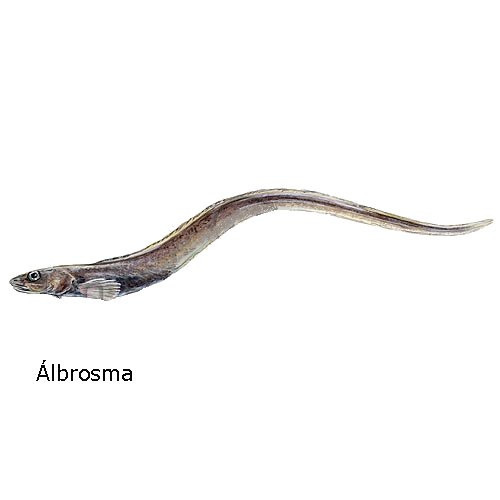 albrosma