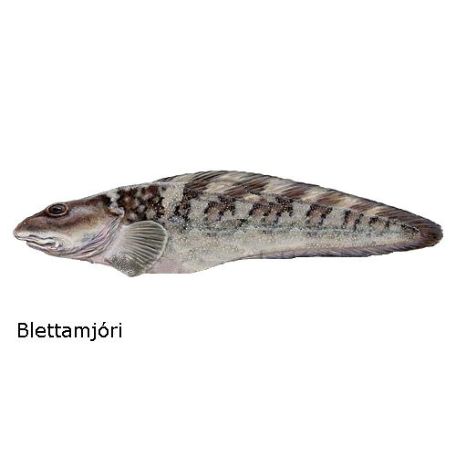 blettamjori