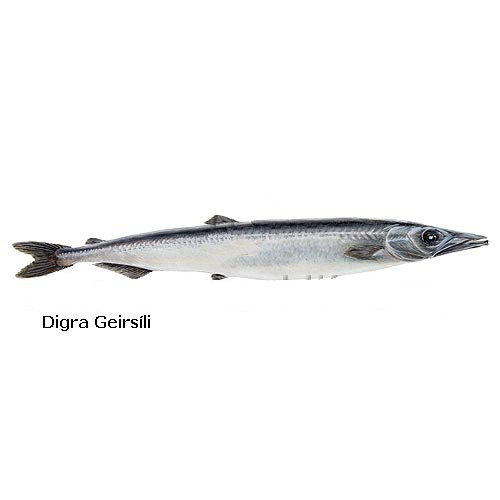 digra-geirsili