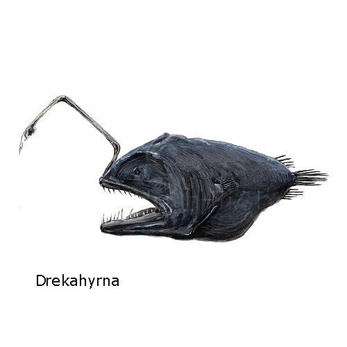 drekahyrna