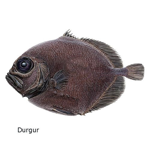 durgur