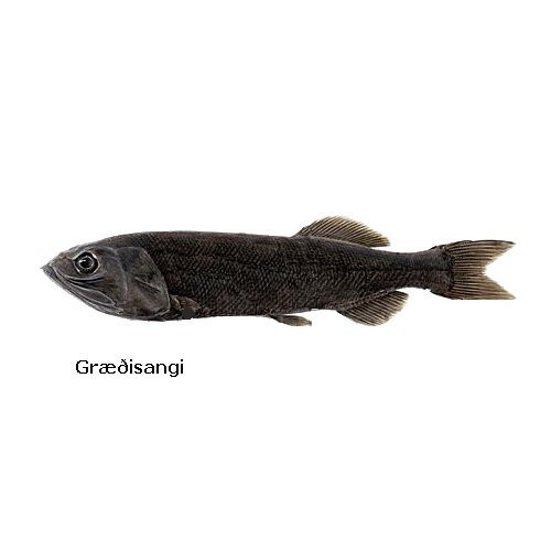 graedisangi