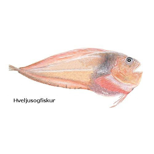 hveljusogfiskur