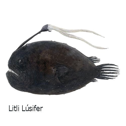 litli-lusifer