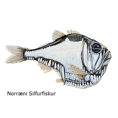 norraeni-silfurfiskur
