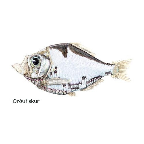 ordufiskur