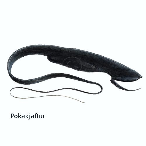 pokakjaftur