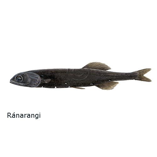 ranarangi