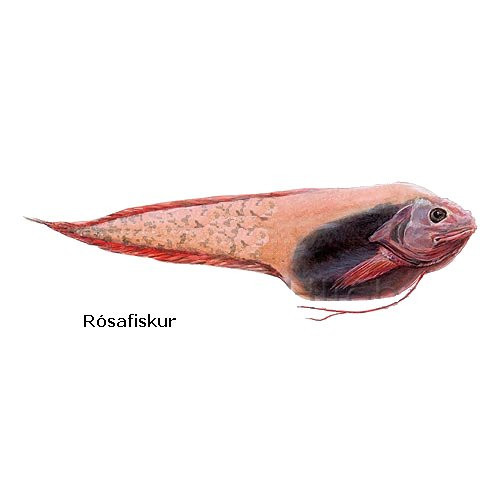 rosafiskur