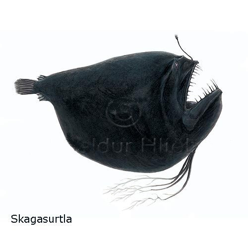 skagasurtla