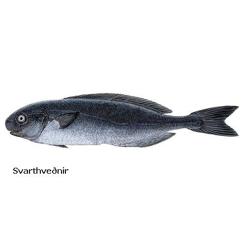 svarthvednir