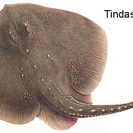 tindaskata