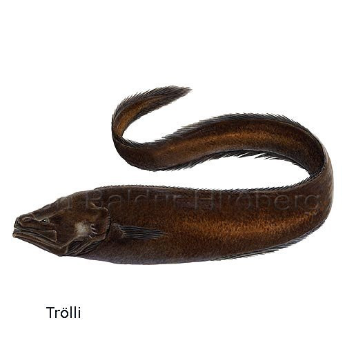 trolli