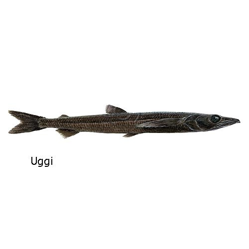 uggi