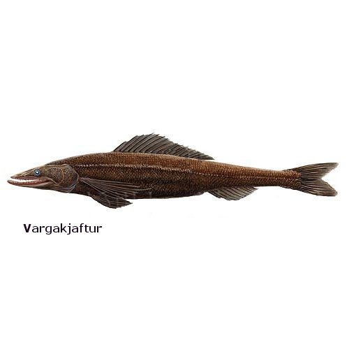 vargakjaftur