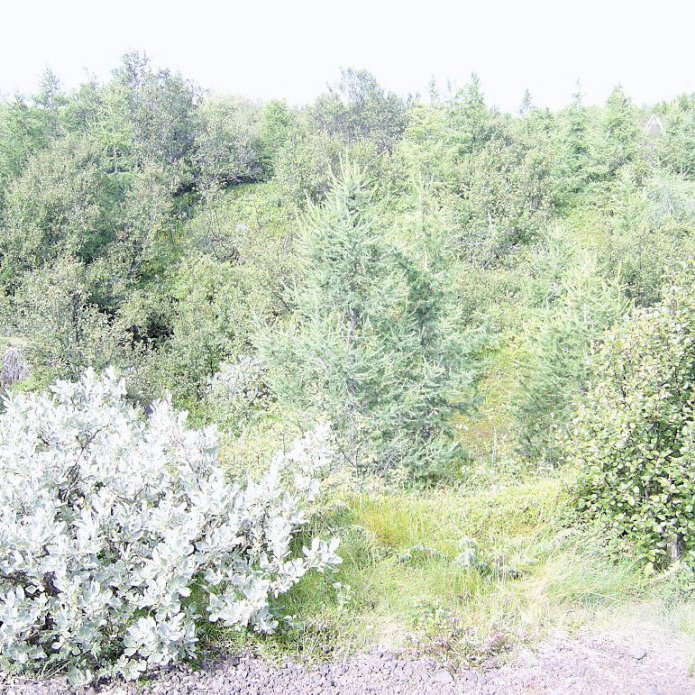 forsida-31-4a85f65eabdb0jpg