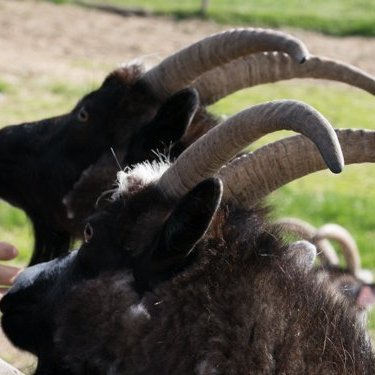 stua_skgaf_s2019_saevar-13